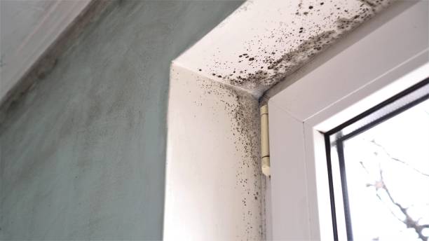 Best Mold Remediation for Specific Building Types in Sophia, WV