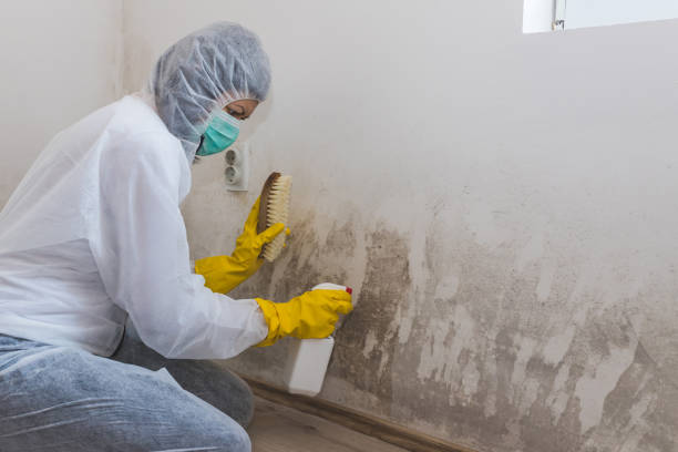 Best Post-Flood Mold Remediation in Sophia, WV