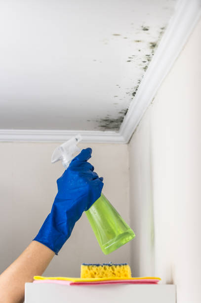 Best Mold Testing and Inspection Services in Sophia, WV